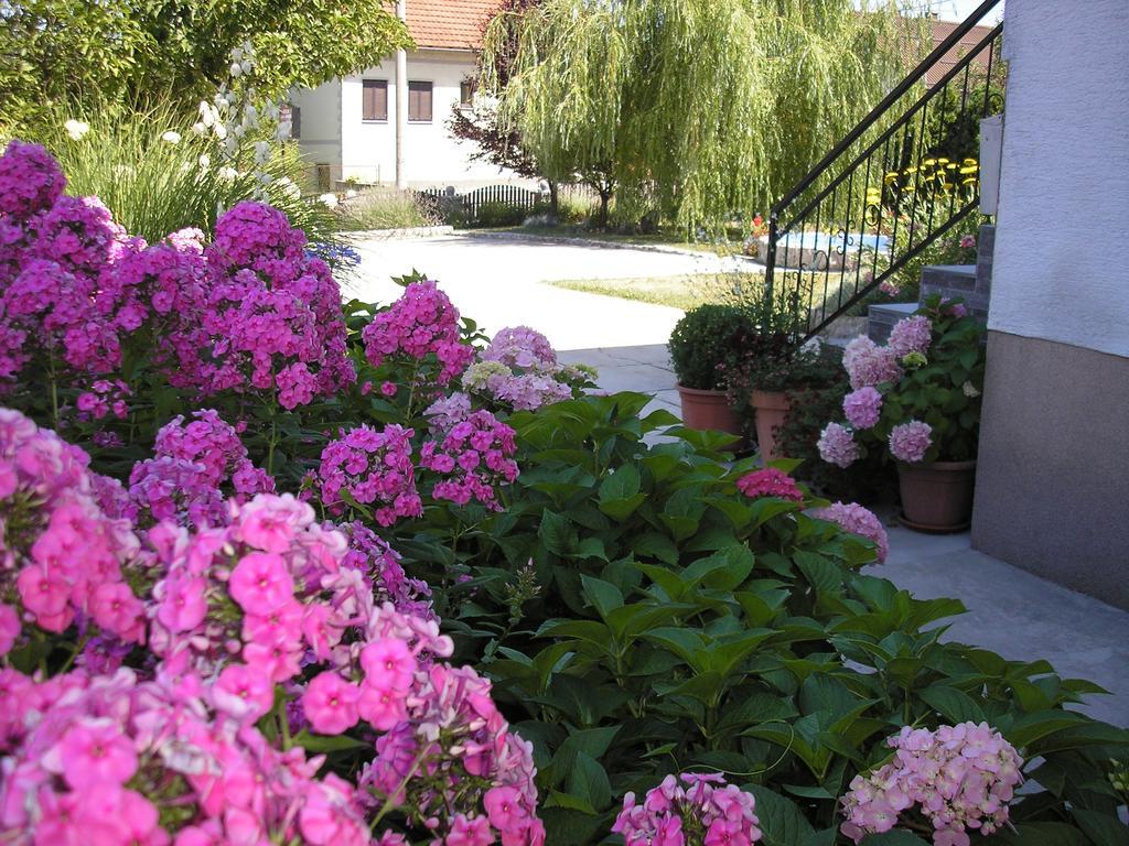 Guesthouse Vila سلوني المظهر الخارجي الصورة